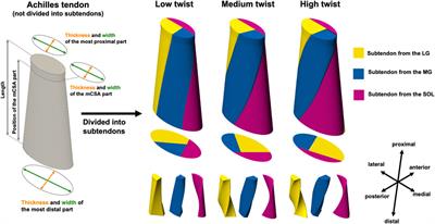 Degree of twist in the Achilles tendon interacts with its length and thickness in affecting local strain magnitude: a finite element analysis